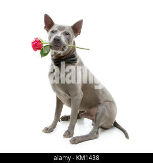 Hund in bowtie Holding Rose im Mund Stockfoto