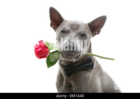 Hund in bowtie Holding Rose im Mund Stockfoto