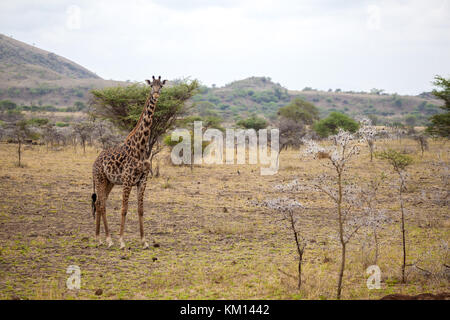 Giraffe steht, in Kenia auf Safari Stockfoto