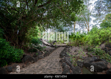 Weg durch die Oase in Kenia, Mzima Springs Stockfoto