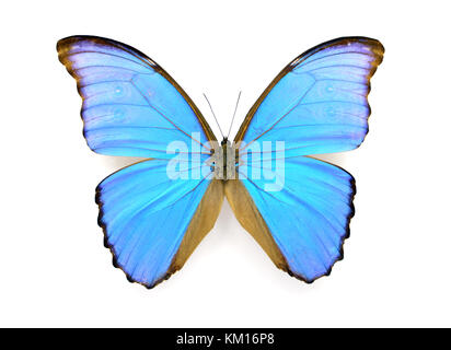 Schöne exotische blaue Morpho Didius Schmetterling isoliert auf weißem Hintergrund Stockfoto