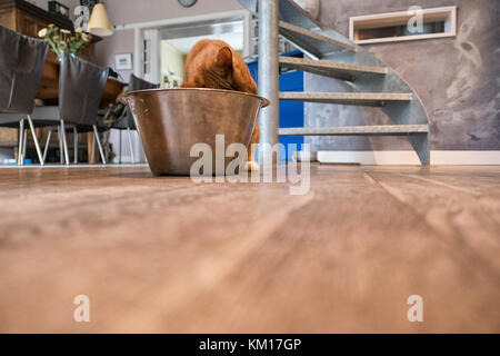 Rote Katze isst Essensreste von einem großen Metallschüssel in einen Raum Stockfoto