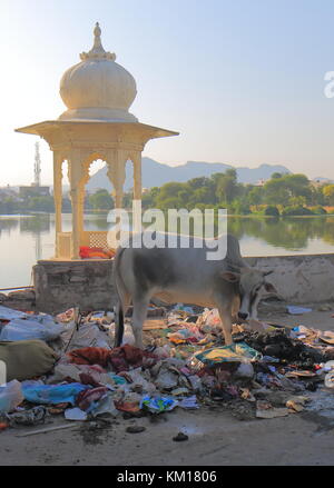 Straße Kuh scavenges Müll in Udaipur, Indien. Stockfoto
