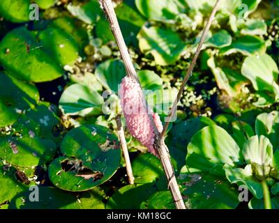 USA, Florida, Gainesville. Applesnails, Pomacea maculata, Cluster von pink Schnecke Eier auf Zweig, sumpfige Gegend von Paynes Prairie Preserve State Park. Stockfoto