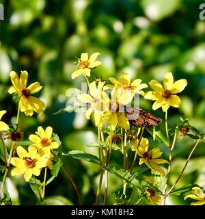 Nahaufnahme von gelbem Sumpf, Sumpf, marigalten Blumen, Caltha palustris, mit Schmetterling, Paynes Prairie Nature Preserve State Park, Gainesville, FL, USA. Stockfoto