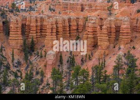 Bryce Canyon NP, Utah, USA, von Bruce Montagne/Dembinsky Foto Assoc Stockfoto