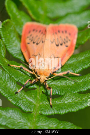 Eine rosige Lackei Motte (Miltochrista Miniata) auf Adlerfarn, Sussex, UK Stockfoto