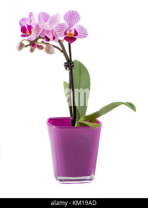 Orchidee in einem lila Topf isoliert auf Weiß Stockfoto