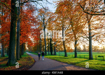 Paare spazieren entlang der Kings Avenue des Amelisweerd Anwesens mit grünen Feldern und Bäumen (Buche, Fagus sylvatica) in herbstlichen Farben während des Sonnenuntergangs. Stockfoto