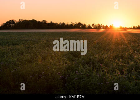 Am frühen Morgen Sonne ein getreidefeld mit einigen großen Sonnenblumen genießen Sie die Sonne strahlen. Stockfoto