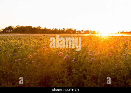 Am frühen Morgen Sonne ein getreidefeld mit einigen großen Sonnenblumen genießen Sie die Sonne strahlen. Stockfoto