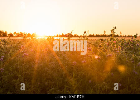 Am frühen Morgen Sonne ein getreidefeld mit einigen großen Sonnenblumen genießen Sie die Sonne strahlen. Stockfoto