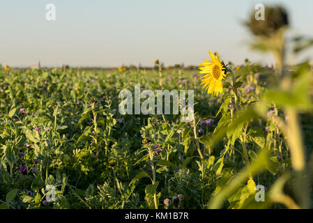 Eine große Sonnenblume Pflanzen in einem Feld von Kulturen genießen Sie am frühen Morgen die Sonne. Stockfoto