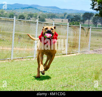 Hund in Fancy Dress Stockfoto