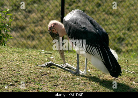 Marabu in Gefangenschaft Stockfoto