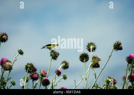 American goldfinch Fütterung auf Milch - thistle Samen Stockfoto