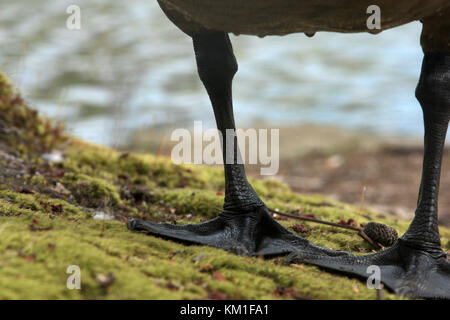 In der Nähe von Canada goose Füße Stockfoto