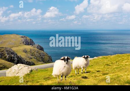 Schafe weiden hoch über dem Atlantik an den Klippen der Slieve League westlich von Killybegs im Südwesten Donegals. Irland Stockfoto