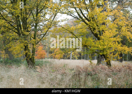 Acer campestre. Feld ahorn Bäume in der Grafschaft Oxfordshire im Herbst. Oxfordshire, England Stockfoto