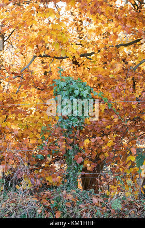 Zaunpfosten in Ivy gegen Herbst Buche Blätter in den Cotswolds abgedeckt. Bourton auf dem Hügel, Gloucestershire, Cotswolds, England Stockfoto