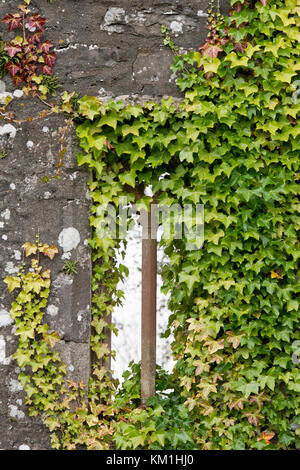 Parthenocissus Tricuspidata. Boston Efeu um eine zerstörte Kirche Fenster in der scottsih Landschaft. Dumfries und Galloway, Scottish Borders, Schottland Stockfoto