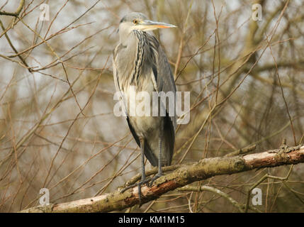 Ein Graureiher (Ardea cinerea), der auf einem Ast hoch in einem Baum sitzt. Stockfoto