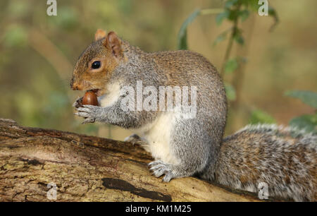 Ein süßes Graue Eichhörnchen (Scirius carolinensis), das auf einem Holzklotz sitzt und eine Eichel hält. Stockfoto