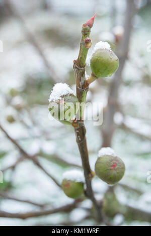 Ficus Carica, Feigenbaum, gemeinsame Feigenbaum. Feigen auf einem Zweig im Winter mit Schnee bedeckt (Cher, Centre - Val de Loire, Frankreich) Stockfoto