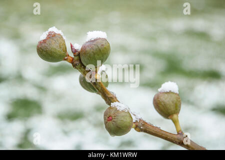 Ficus Carica, Feigenbaum, gemeinsame Feigenbaum. Feigen auf einem Zweig im Winter mit Schnee bedeckt (Cher, Centre - Val de Loire, Frankreich) Stockfoto