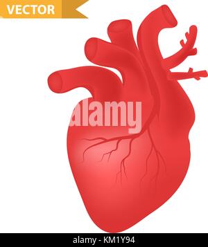 Menschliche Herz Symbol, realistische 3D-Stil. Die inneren Organe Symbol. Anatomie, Kardiologie, Konzept. auf weißem Hintergrund. Vector Illustration. Stock Vektor