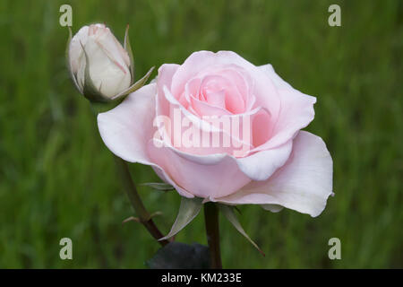 Schöne blühende Rose gegen das Grün der Blätter Stockfoto