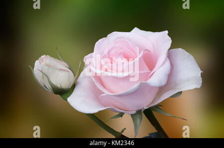 Schöne blühende Rose gegen das Grün der Blätter Stockfoto