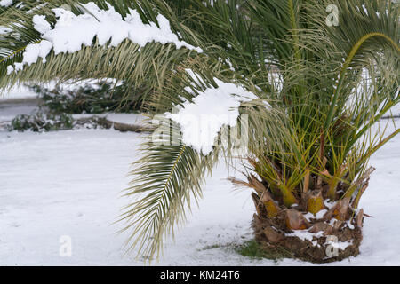 Blätter der Palmen bedeckt mit Schnee Stockfoto