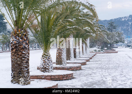Blätter der Palmen bedeckt mit Schnee Stockfoto