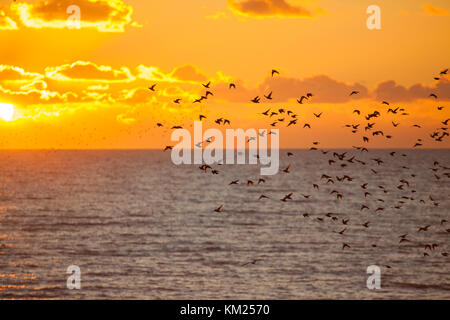 Starling murmuration weg von der Küste von Brighton bei Sonnenuntergang. Stockfoto