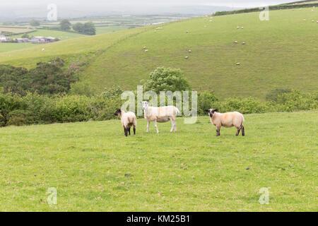 Idillic Landschaft mit Schafe, Lämmer, Widder auf eine perfekte saftig grünen Wiesen und Hügel in der Nähe von Ocean, Cornwall, England, Vereinigtes Königreich Stockfoto