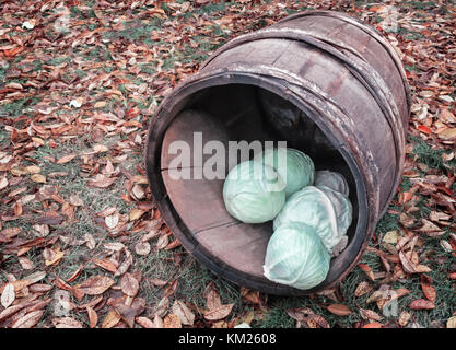 Eichenfass und Kohl auf dem Hintergrund der Blätter im Herbst. Stockfoto