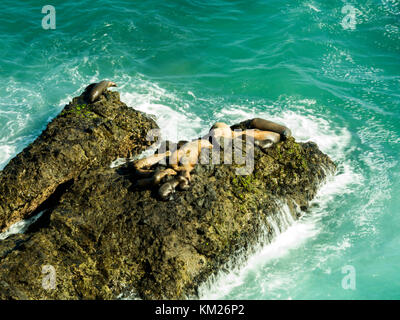 Dichtungen an Malibu, Smaragd und blaues Wasser in einer ruhigen Paradise Beach von Klippen umgeben. dume Cove, Malibu, California, CA, USA Stockfoto