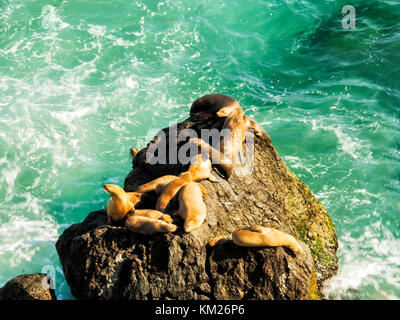 Dichtungen an Malibu, Smaragd und blaues Wasser in einer ruhigen Paradise Beach von Klippen umgeben. dume Cove, Malibu, California, CA, USA Stockfoto