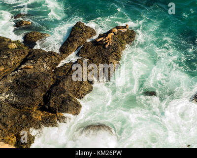 Dichtungen an Malibu, Smaragd und blaues Wasser in einer ruhigen Paradise Beach von Klippen umgeben. dume Cove, Malibu, California, CA, USA Stockfoto