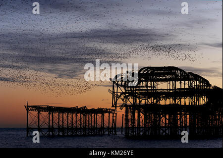 Murmuration über den Ruinen von Brightons West Pier an der Südküste von England. Eine Herde von Staren führt Luftakrobatik bei Sonnenuntergang. Stockfoto