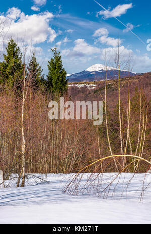 Der Frühling kommt zu verschneiten Berg. gemischter Wald am Hang mit Schnee und verwitterten Gras. schneebedeckten Gipfel des Berges in einem Abstand gesehen wird, Stockfoto