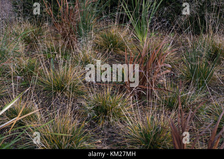 Crocosmia 'Paul's Best Yellow' and Deschampsia cespitosa 'Goldtau' Stockfoto