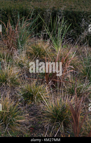 Crocosmia 'Paul's Best Yellow' and Deschampsia cespitosa 'Goldtau' Stockfoto