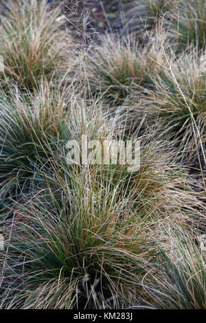 Deschampsia cespitosa 'Goldtau' Stockfoto