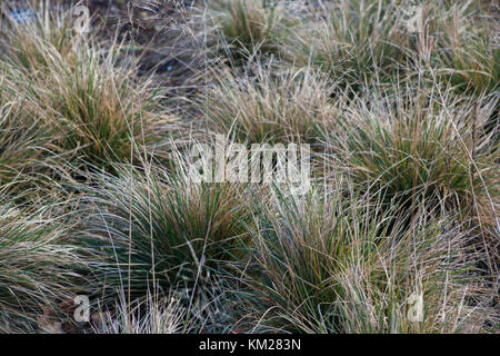 Deschampsia cespitosa 'Goldtau' Stockfoto