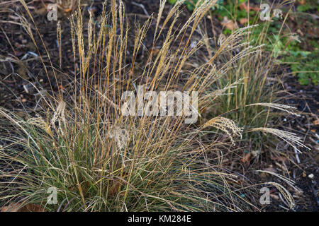 Miscanthus sinensis 'Yakushima Dwarf' Stockfoto