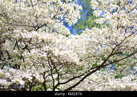 Hartriegelbaum Blüten - die reinsten Weiß von Farben in der Natur Stockfoto