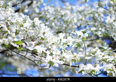 Hartriegelbaum Blüten - die reinsten Weiß von Farben in der Natur Stockfoto