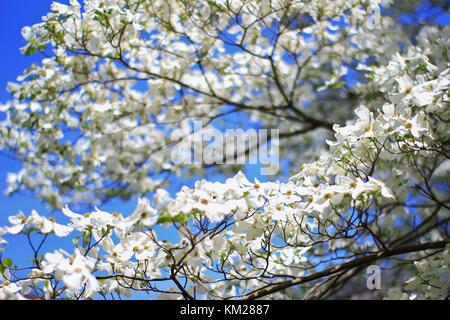 Hartriegelbaum Blüten - die reinsten Weiß von Farben in der Natur Stockfoto